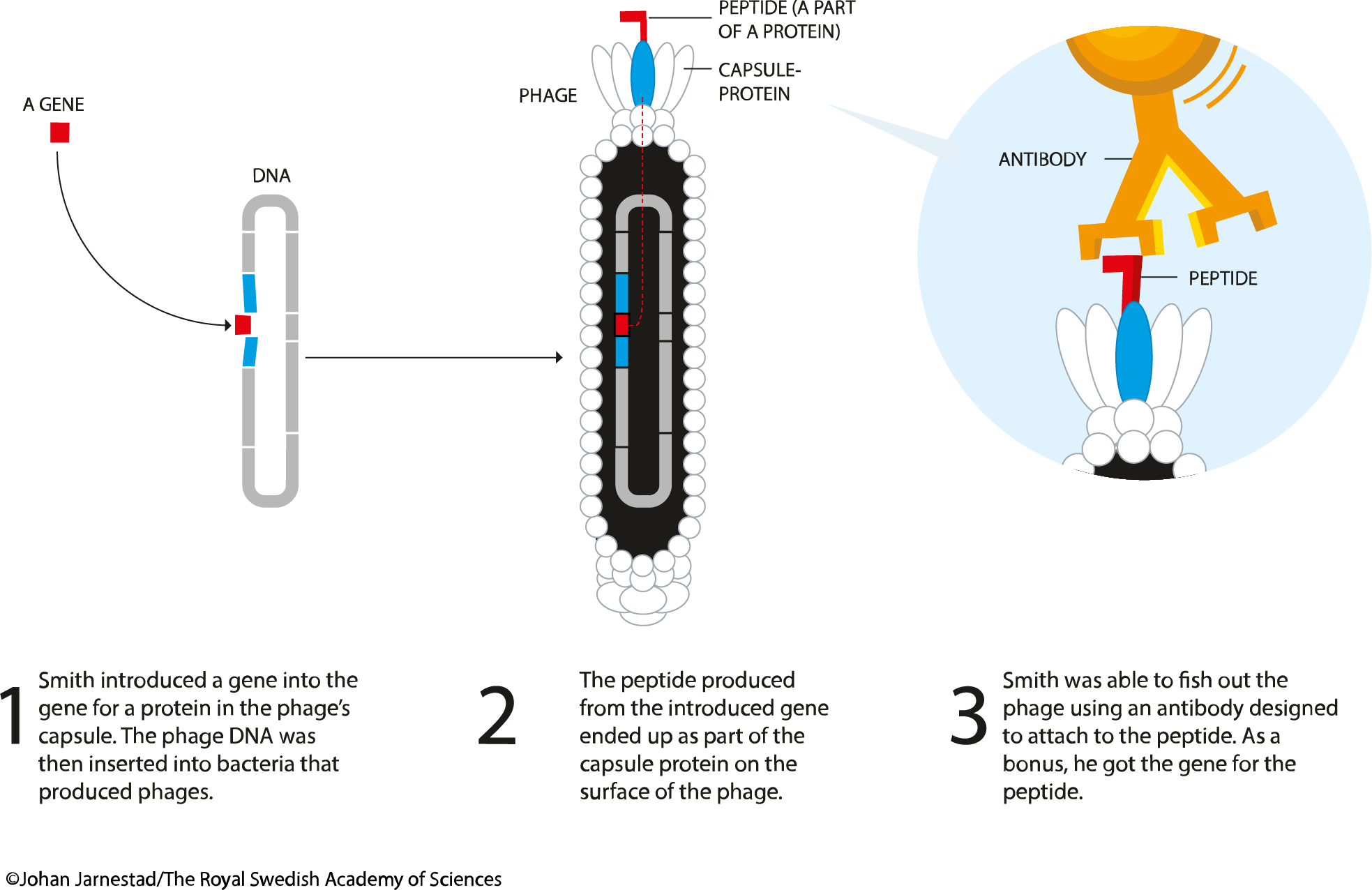 Phage display - iDEC Resources Wiki