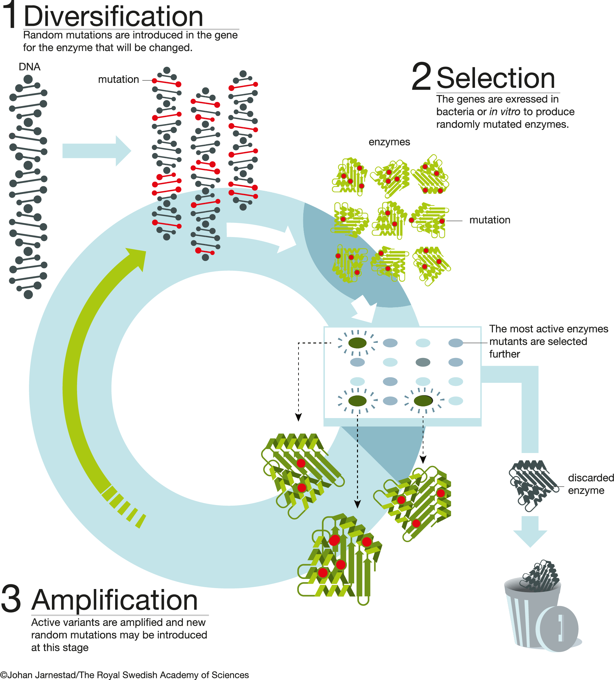 Enzyme_evolution